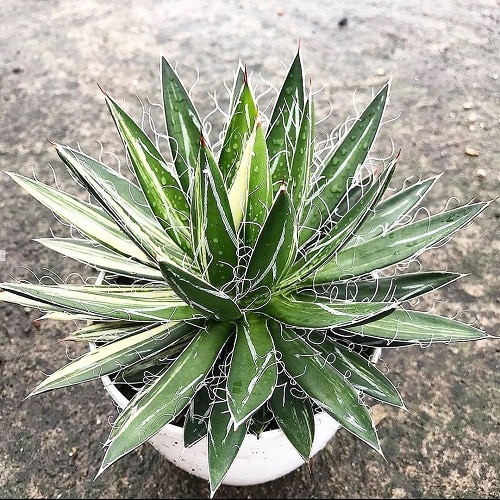 گیاه آگاو برگ نخلی